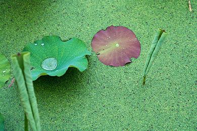 任天堂直面会汇总 《塞尔达传说：智慧的再现》今年发售